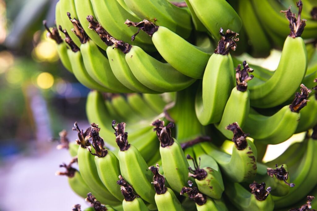 Green bananas ripening on tree branch